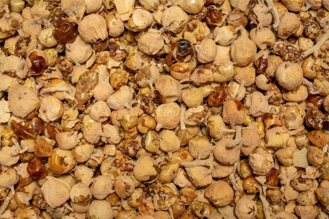 The Power of Paneer ke Phool: Benefits for Managing Type 2 Diabetes