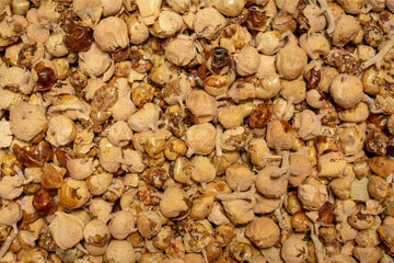 The Power of Paneer ke Phool: Benefits for Managing Type 2 Diabetes